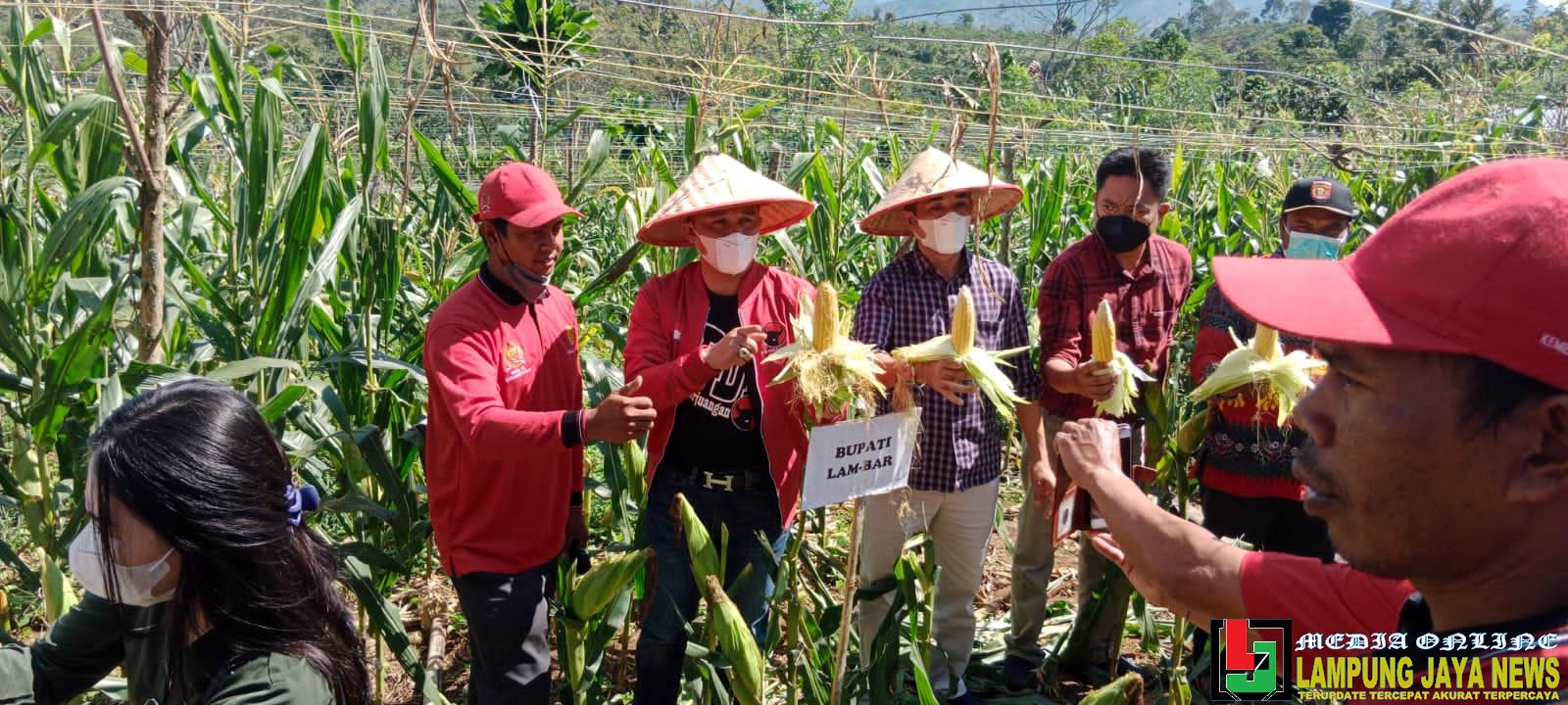 Bersama Direktur Pengolahan dan Pemasaran Hasil Perkebunan Kementerian Pertanian Ir. Dedi Junaedi, M.Sc, Pemerintah Kabupaten Lampung Barat Gelar Panen Raya