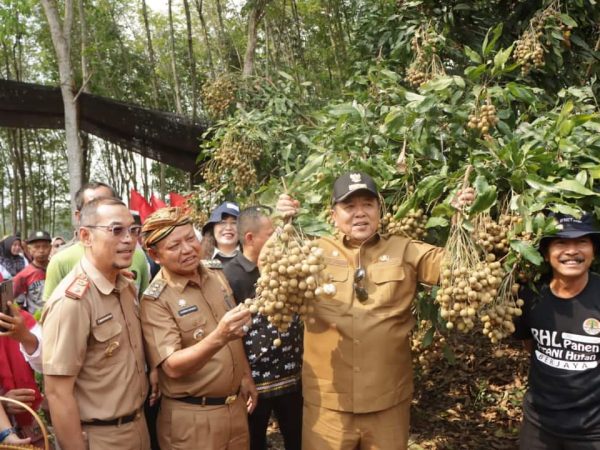 Kunjungan Kerja ke Kabupaten Lampung Timur, Gubernur Arinal Panen Kelengkeng Itoh
