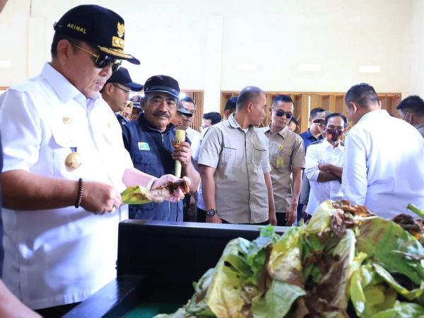 Gubernur Arinal Djunaidi Tinjau Kebun Tembakau dan Unit Pengelolaan Tembakau di Kabupaten Lampung Timur