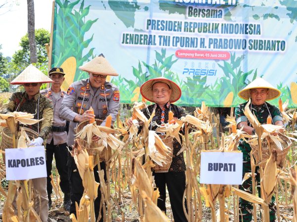 Perkuat Ketahanan Pangan, Mad Hasnurin Panen Raya Jagung Serentak Kuartal II di Pekon Sebarus Perkuat Ketahanan Pangan, Mad Hasnurin Panen Raya Jagung Serentak Kuartal II di Pekon Sebarus
