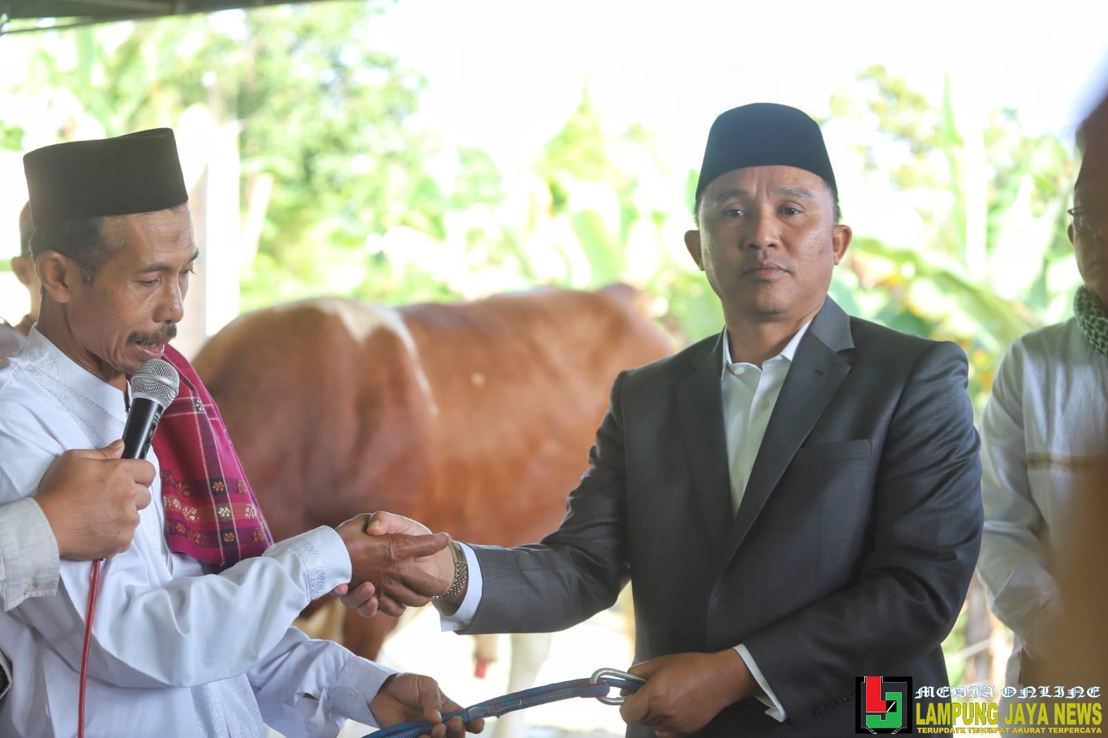 Serahkan Hewan Kurban Presiden Prabowo Subianto, Parosil Minta Ini Jadi Inspirasi Bagi Peternak Lampung Barat