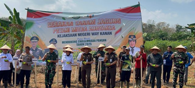 Dukung Swasembada Pangan, Kejaksaan Negeri Way Kanan Galakkan Gerakan Tanam Jagung Petani Mitra Adhyaksa Bersama Kepala Kejaksaan Tinggi Lampung Dukung Swasembada Pangan, Kejaksaan Negeri Way Kanan Galakkan Gerakan Tanam Jagung Petani Mitra Adhyaksa Bersama Kepala Kejaksaan Tinggi Lampung