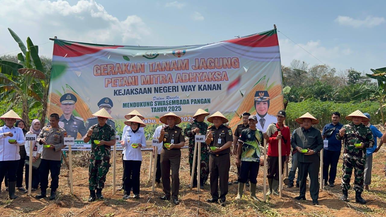 Dukung Swasembada Pangan, Kejaksaan Negeri Way Kanan Galakkan Gerakan Tanam Jagung Petani Mitra Adhyaksa Bersama Kepala Kejaksaan Tinggi Lampung 