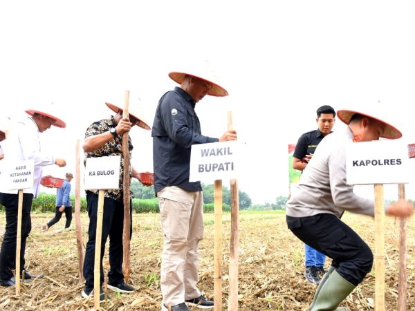 Tubaba Gelar Penanaman Jagung Serentak : Komitmen Wujudkan Swasembada Pangan Tubaba Gelar Penanaman Jagung Serentak : Komitmen Wujudkan Swasembada Pangan