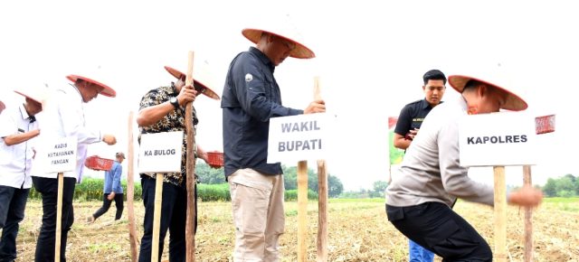 Tubaba Gelar Penanaman Jagung Serentak : Komitmen Wujudkan Swasembada Pangan