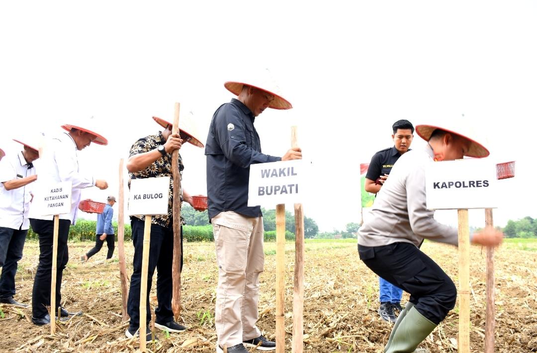 Tubaba Gelar Penanaman Jagung Serentak : Komitmen Wujudkan Swasembada Pangan Tubaba Gelar Penanaman Jagung Serentak : Komitmen Wujudkan Swasembada Pangan