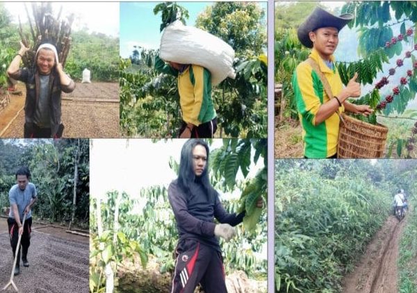 Demi Hidup, ‘Duren’ Asal Tubaba Pikul Kopi di Tanah Perantauan Demi Hidup, ‘Duren’ Asal Tubaba Pikul Kopi di Tanah Perantauan