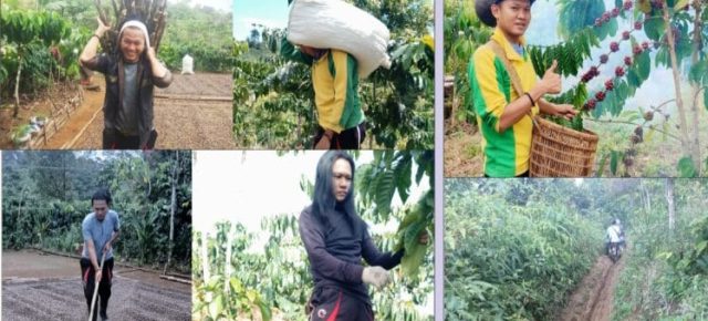 Demi Hidup, ‘Duren’ Asal Tubaba Pikul Kopi di Tanah Perantauan