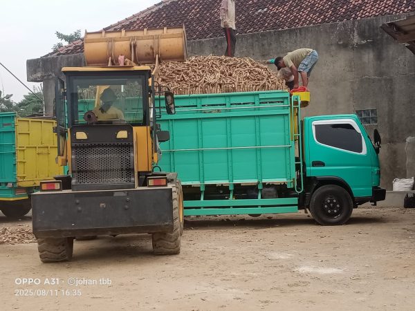 Lapak Singkong Overload di Tulang Bawang Barat Diduga Kebal Aturan, Mengaku Dibekingi Oknum Polisi Lapak Singkong Overload di Tulang Bawang Barat Diduga Kebal Aturan, Mengaku Dibekingi Oknum Polisi