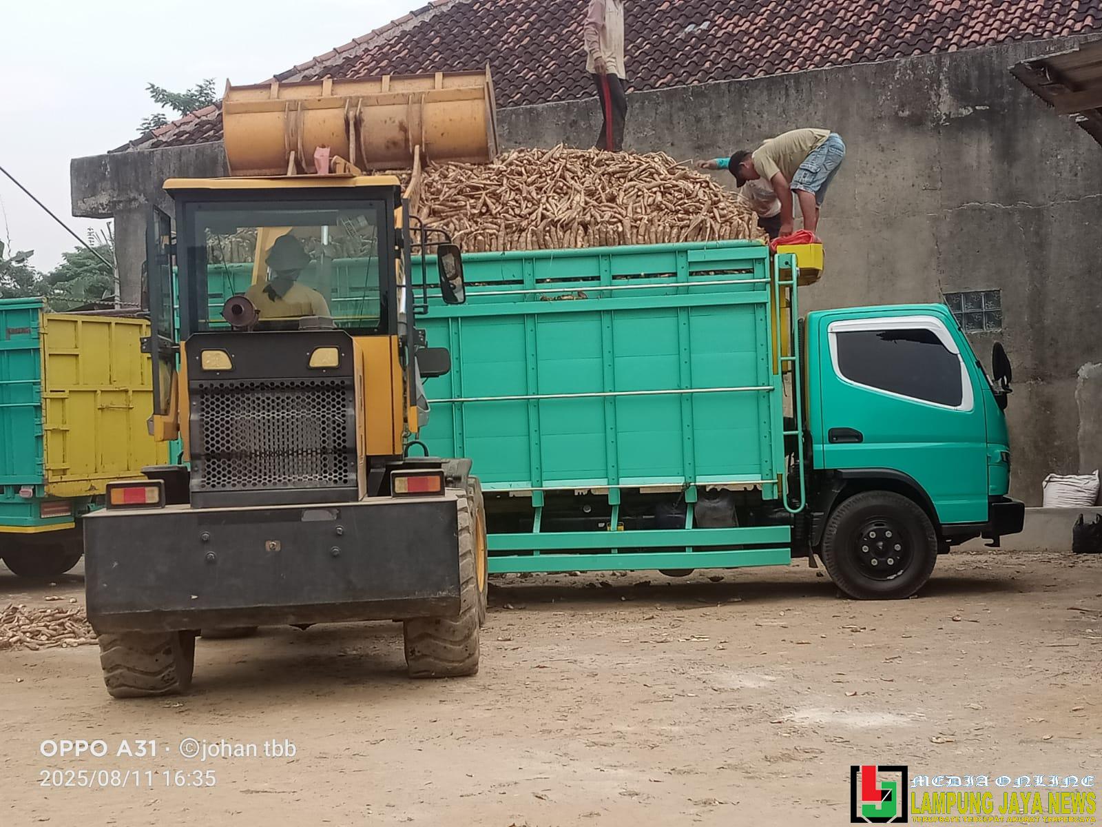 Lapak Singkong Overload di Tulang Bawang Barat Diduga Kebal Aturan, Mengaku Dibekingi Oknum Polisi
