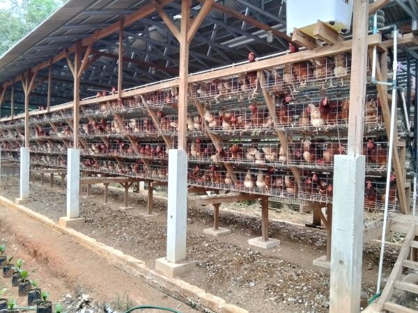 Warga Desa Papan Rejo Keluhkan Aroma Tidak Sedap dari Kandang Ayam Petelur