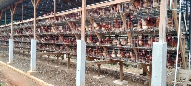 Warga Desa Papan Rejo Keluhkan Aroma Tidak Sedap dari Kandang Ayam Petelur