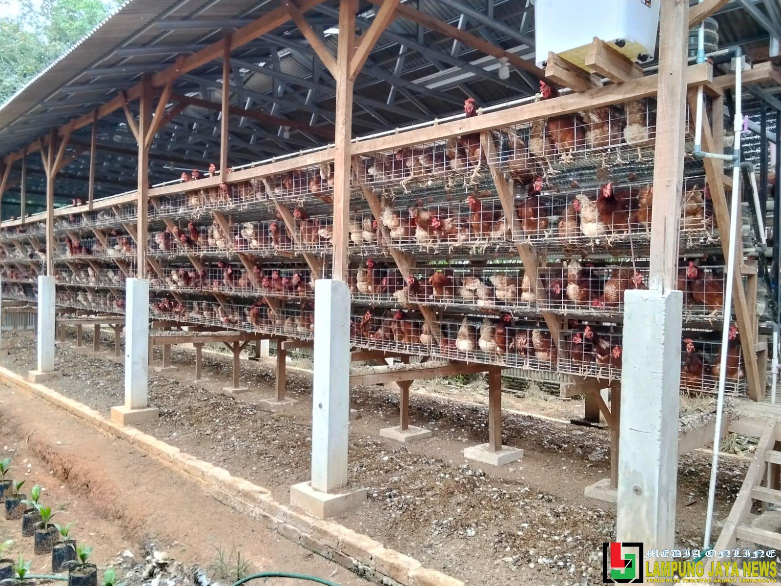 Warga Desa Papan Rejo Keluhkan Aroma Tidak Sedap dari Kandang Ayam Petelur