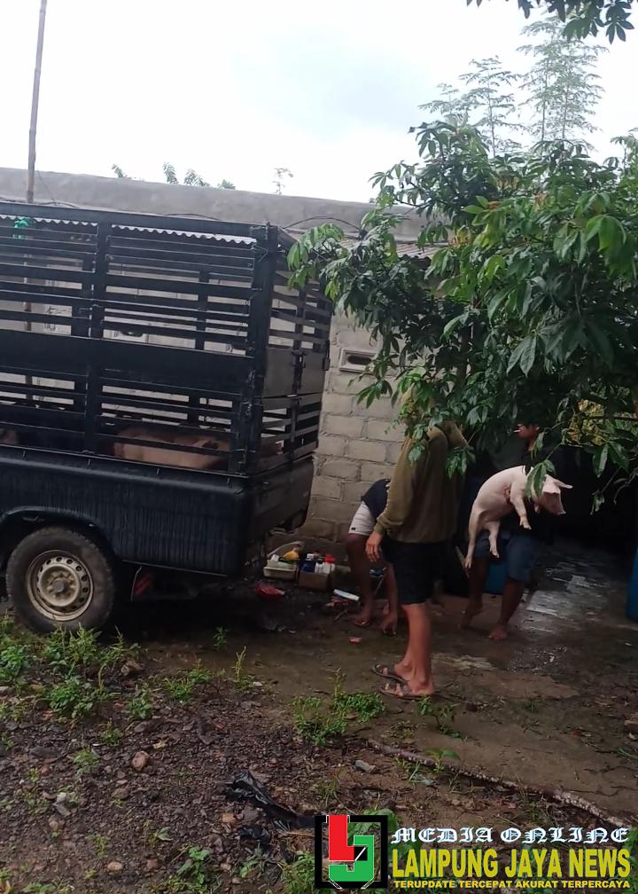 Kandang Babi Diduga Tak Berizin di Tiyuh Makarti, Warga Tak Pernah Dilibatkan Kandang Babi Diduga Tak Berizin di Tiyuh Makarti, Warga Tak Pernah Dilibatkan