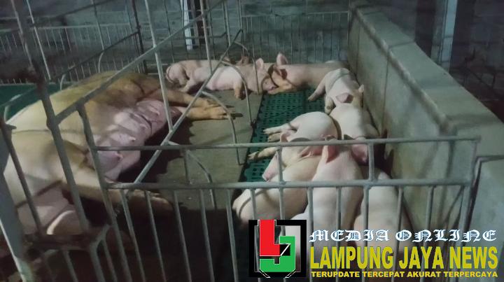 Peternakan Babi Dekat Rumah Warga Muslim, Polemik Baru di Tubaba