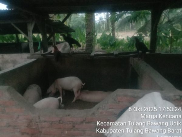 Kandang Babi Diduga Tak Berizin di Tiyuh Marga Kencana, Warga Tak Pernah Dilibatkan Kandang Babi Diduga Tak Berizin di Tiyuh Marga Kencana, Warga Tak Pernah Dilibatkan