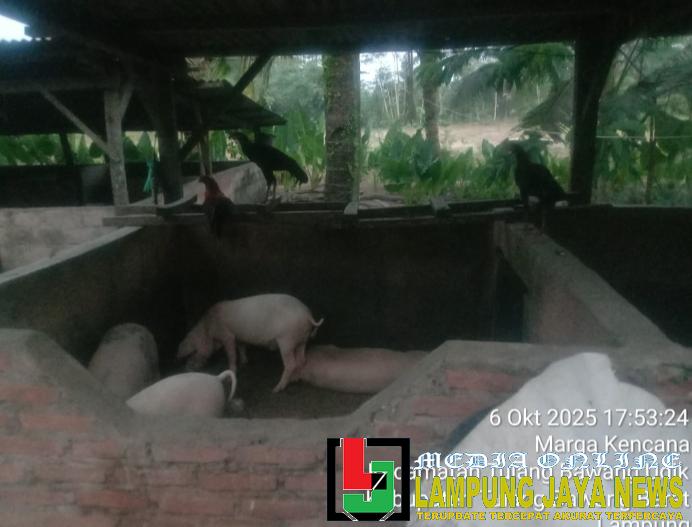 Kandang Babi Diduga Tak Berizin di Tiyuh Marga Kencana, Warga Tak Pernah Dilibatkan