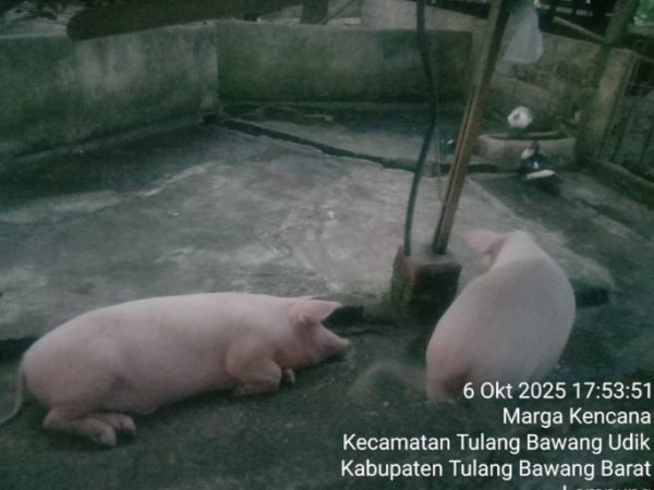 Kandang Babi Diduga Tak Berizin di Tiyuh Pulung Kencana, Warga Tak Pernah Dilibatkan Kandang Babi Diduga Tak Berizin di Tiyuh Pulung Kencana, Warga Tak Pernah Dilibatkan